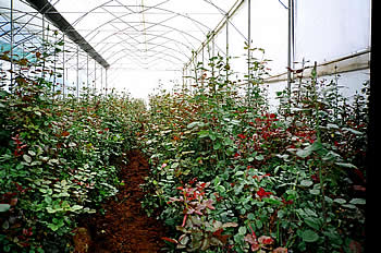 Green house, greenhouse, greenhouse structure, plastic greenhouse, green house manufacturer in india - climax synthetics pvt ltd, gujarat, india - Image